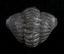 Enrolled Flexicalymene Trilobite From Ohio #10865-1